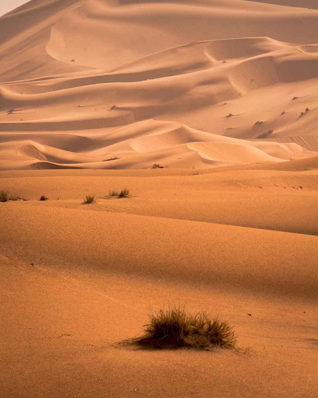 Diverse Desert Blooms